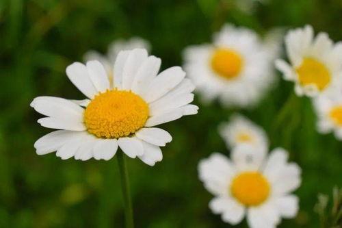 爱逝匆匆,时光流转中的情感轨迹